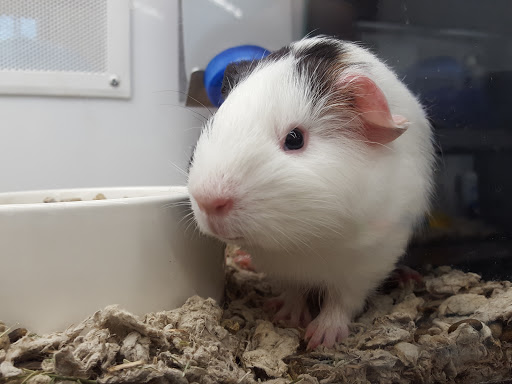 Pet Supply Store «Petco Animal Supplies», reviews and photos, 6137 Mid Rivers Mall Dr, St Charles, MO 63304, USA