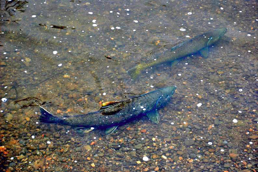 Nature Preserve «Foster Floodplain Natural Area», reviews and photos, 10602 SE Foster Rd, Portland, OR 97266, USA