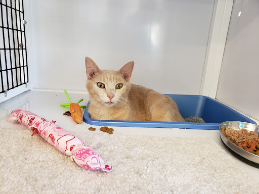 Pet Supply Store «Pet Supplies Plus», reviews and photos, 1258 Northlake Blvd, Lake Park, FL 33403, USA