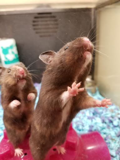 Pet Supply Store «PetSmart», reviews and photos, 4485 24th Ave, Fort Gratiot Twp, MI 48059, USA