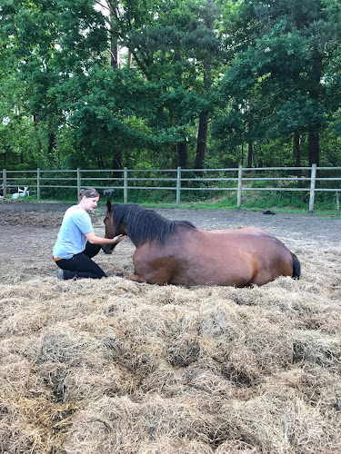 Beoordelingen van Melanie Wittockx - Coaching & therapie met paarden in Aarschot - Reisbureau