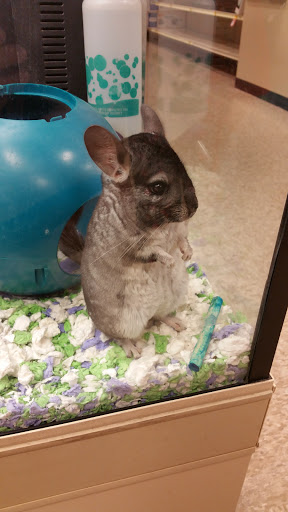 Pet Supply Store «PetSmart», reviews and photos, 47142 Michigan Ave, Canton, MI 48188, USA