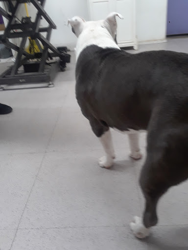 Pet Supply Store «NYC Pet», reviews and photos, 317 Knickerbocker Ave, Brooklyn, NY 11237, USA