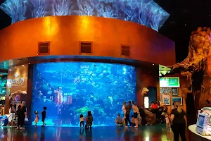 The Aquarium at Silverton Casino image