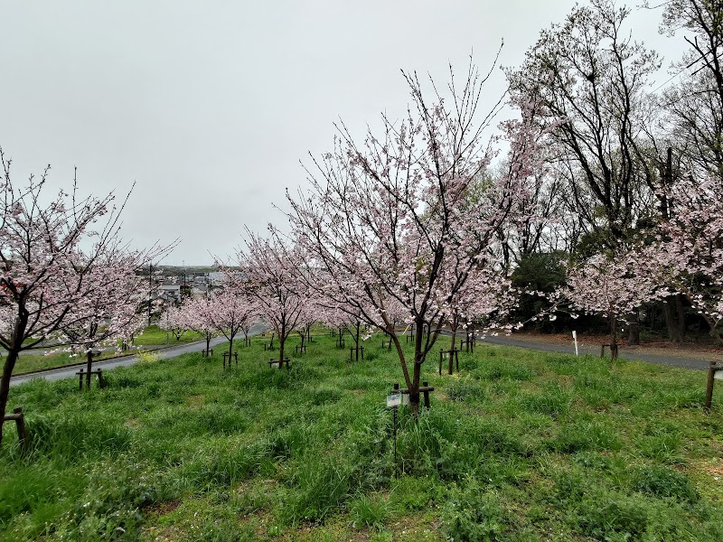 豊橋市 市制110周年 桜再生緑地