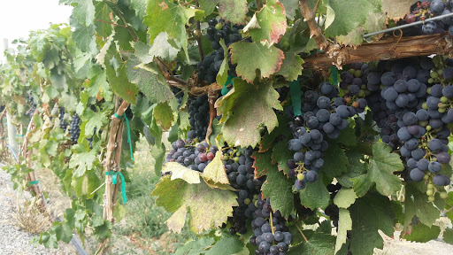 Winery «Fielding Hills Winery», reviews and photos, 565 S Lakeshore Rd, Chelan, WA 98816, USA