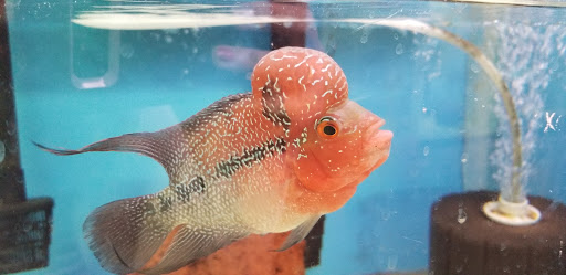 Tropical Fish Store «Keller Farms», reviews and photos, 3405 Denton Hwy, Haltom City, TX 76117, USA