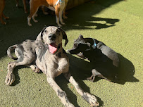 Paws At Play Gresham Lake - Photo 5 - Car repair in Raleigh, NC, Raleigh