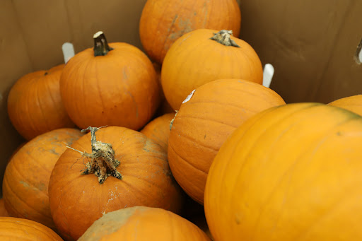 Grocery Store «Food Lion», reviews and photos, 73 Asheville Rd, Sylva, NC 28779, USA