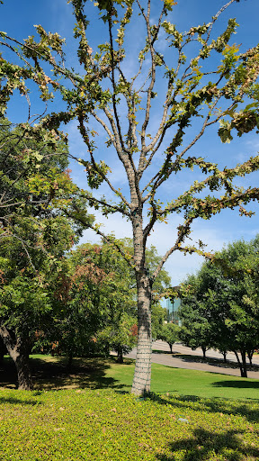 Modern Art Museum «Modern Art Museum of Fort Worth», reviews and photos, 3200 Darnell St, Fort Worth, TX 76107, USA