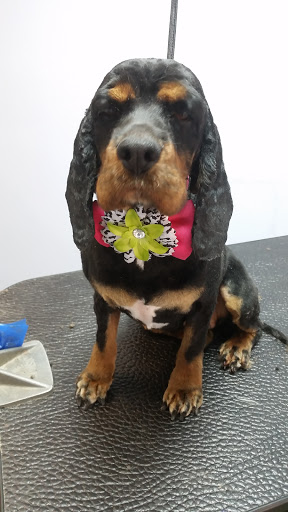 Pet Groomer «Barking Beauties pet Boutique», reviews and photos, 112 E 2nd St S, Newton, IA 50208, USA
