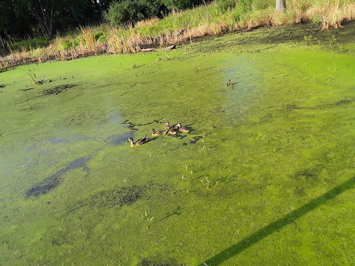 Nature Preserve «Lincoln Marsh», reviews and photos, Harrison Ave & Pierce Ave, Wheaton, IL 60187, USA