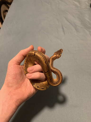 Pet Supply Store «Petco Animal Supplies», reviews and photos, 3835 Phoenix Ave, Fort Smith, AR 72903, USA