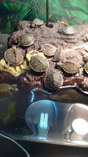 Pet Store «Pet Kingdom», reviews and photos, 4650 S Cleveland Ave, Fort Myers, FL 33907, USA