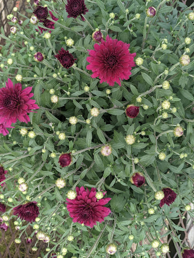 Wholesale Plant Nursery «Garden Fantasy», reviews and photos, 43250 Tyler Rd, Belleville, MI 48111, USA