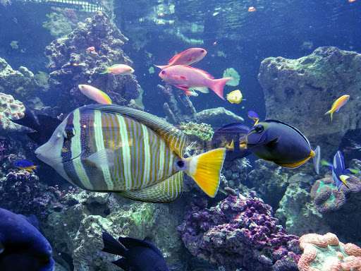 Tropical Fish Store «Picasso Exotic Aquatics», reviews and photos, 11560 Ash St, Leawood, KS 66211, USA