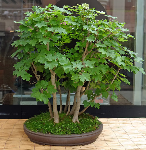 The Bonsai Shop