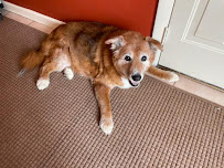 Love Pet Sitting - Photo 2 - Car repair in , New Haven