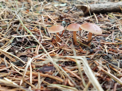 Nature Preserve «Beaverton Creek Wetlands Natural Area», reviews and photos, SW 153rd Dr, Beaverton, OR 97006, USA
