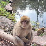 Photo n° 7 de l'avis de Christel.o fait le 12/11/2023 à 19:03 pour La Montagne des Singes à Kintzheim