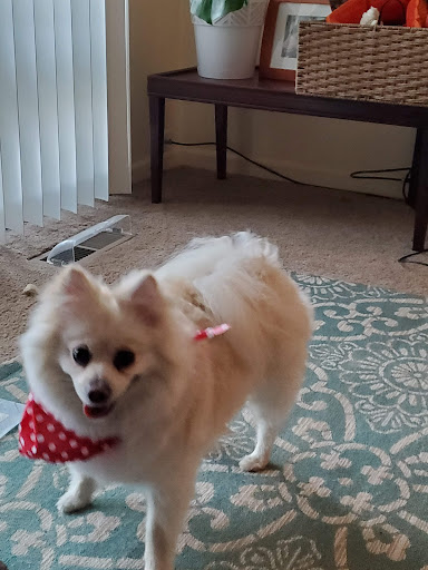 Pet Supply Store «Petco Animal Supplies», reviews and photos, 390 East 525 North, Harrisville, UT 84404, USA