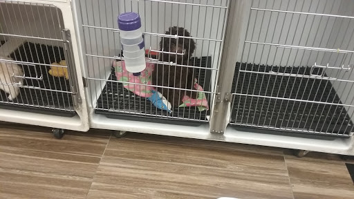 Pet Store «Just Puppies Inc», reviews and photos, 1028 York Rd, Towson, MD 21204, USA