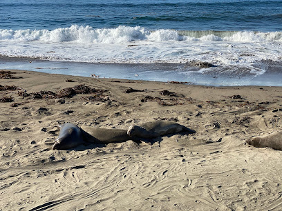 Piedras Blancas Friends of the Elephant Seal