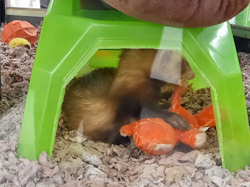 Pet Supply Store «Petco Animal Supplies», reviews and photos, 753 53rd Ave NE, Fridley, MN 55421, USA