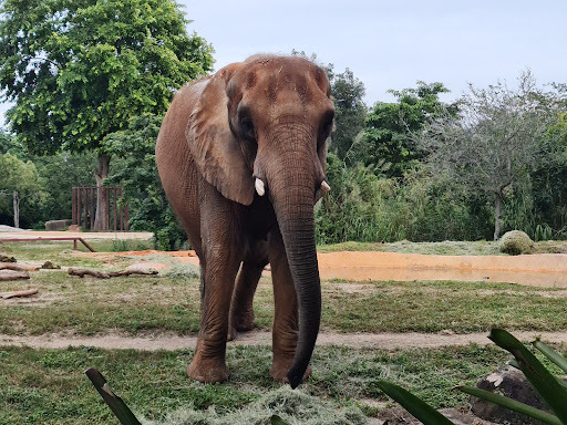 Zoo «Zoo Miami», reviews and photos, 12400 SW 152nd St, Miami, FL 33177, USA