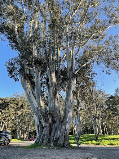 Tattoo Shop «Black & Blue Tattoo», reviews and photos, 381 Guerrero St, San Francisco, CA 94103, USA