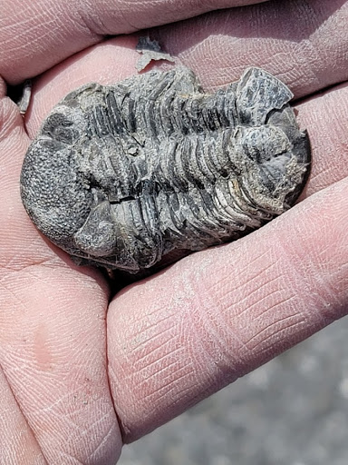 Nature Preserve «Penn Dixie Fossil Park & Nature Reserve», reviews and photos, 4050 North St, Blasdell, NY 14219, USA