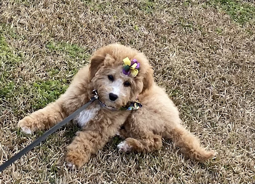 Pet Store «St Tammany Pet Center», reviews and photos, 895 Robert Blvd, Slidell, LA 70458, USA