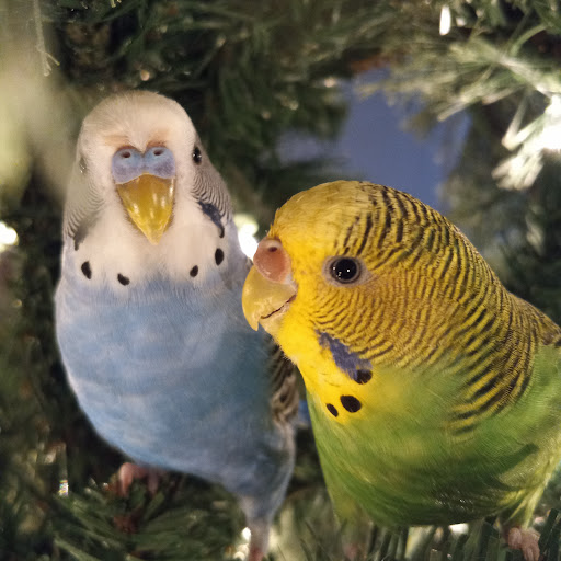 Pet Supply Store «PetSmart», reviews and photos, 11860 Spectrum Center, Reston, VA 20190, USA