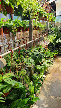 San Lorenzo Garden Center - Photo 3 - Car repair in Santa Cruz, CA, Santa Cruz