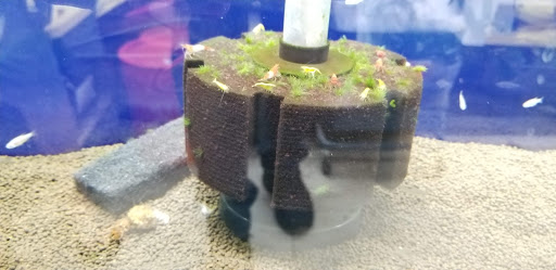 Pet Store «Pet Town», reviews and photos, 7804 Florence Ave, Downey, CA 90240, USA