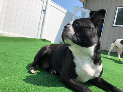 Kennel «Cedar Run Pet Boarding and Daycare», reviews and photos, 2705 Stonegate Ct, Hiawatha, IA 52233, USA