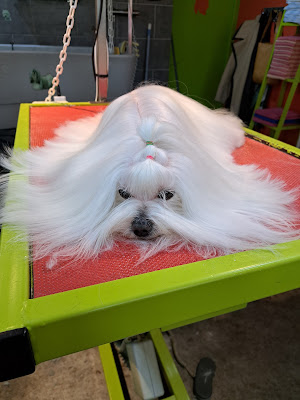 Esthéti Chien'ne à Arelaune-en-Seine