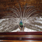 Photo n°10 de l'avis de para.i fait le 31/03/2024 à 14:00 sur le  Colmberg Castle à Colmberg