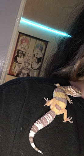 Pet Supply Store «Pet Supermarket», reviews and photos, 1112 N Fielder Rd, Arlington, TX 76012, USA