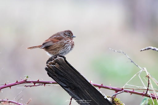 Park «Powell Butte Nature Park», reviews and photos, 16160 SE Powell Blvd, Portland, OR 97236, USA