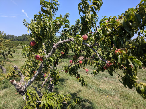 Martin Farm and Winery