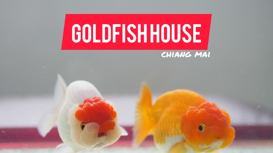 Goldfish House Chiang Mai