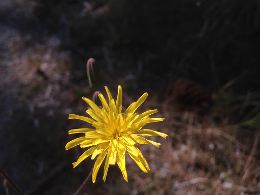 Park «Larry and Penny Thompson Park», reviews and photos, 12451 SW 184th St, Miami, FL 33177, USA