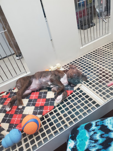 Pet Store «Petland», reviews and photos, 1514 Stonecreek Dr, Pickerington, OH 43147, USA