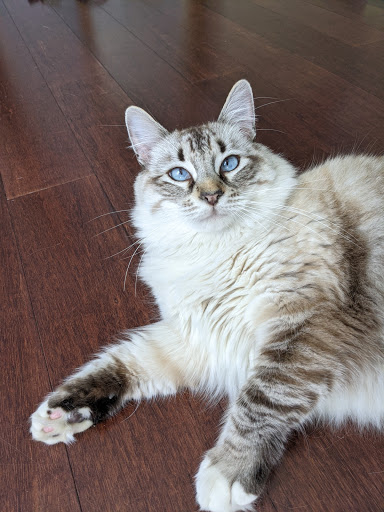 Pet Supply Store «Pet Food Express», reviews and photos, 868 Sir Francis Drake Blvd, San Anselmo, CA 94960, USA