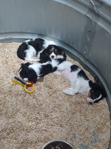 Pet Store «Critter Cabana - Wilsonville», reviews and photos, 8406 SW Main St #200, Wilsonville, OR 97070, USA