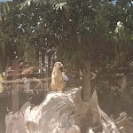 Photo n° 1 de l'avis de Anthony.o fait le 15/07/2022 à 17:01 pour Parc Zoologique de Champrépus à Champrepus