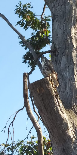 Park «Simonds Park», reviews and photos, 10 Bedford St, Burlington, MA 01803, USA