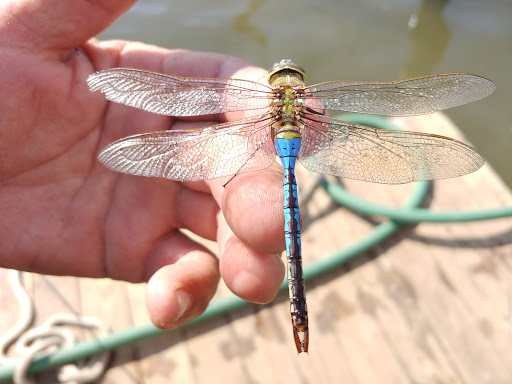 Memorial Park «Veterans Memorial Park», reviews and photos, 250 Shore Dr E, Oldsmar, FL 34677, USA