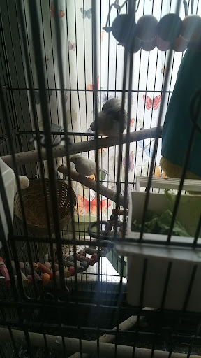 Pet Supply Store «E & N Pet Paradise Shop», reviews and photos, 289 E Gun Hill Rd, Bronx, NY 10467, USA